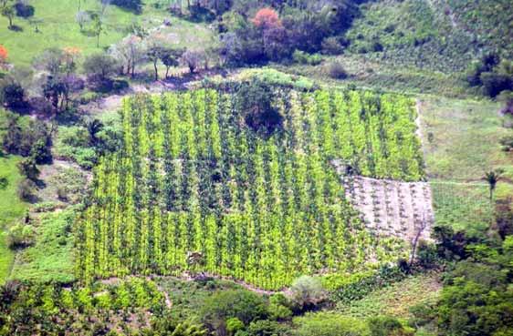 2.1.1.6 Orinoco region Table 10: Coca cultivation in the Orinoco Region, 1999-2005 (hectares) Department 1999 2000 2001 2002 2003 2004 2005 % Change 2004-2005 Vichada - 4,935 9,166 4,910 3,818 4,692
