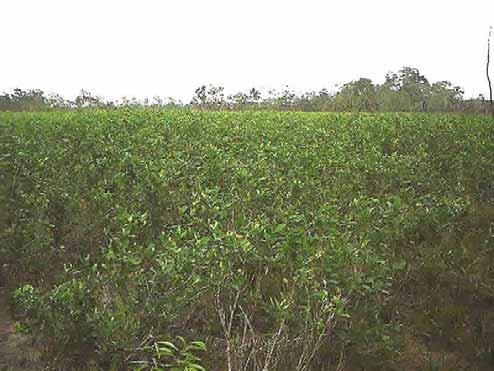 The very high annual yield obtained in Meta-Guaviare was primarily due to the high number of harvests (6.