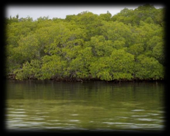 Cuban mangroves ~ 5.1 % of Cuban archipelago surface. ~ Represent approximately 20.1 % of forest cover.
