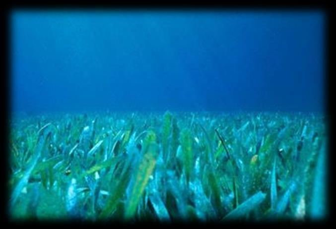 Cuban seagrass beds - Vertical distribution since intertidal zone to 15 m depth. - 6 species.