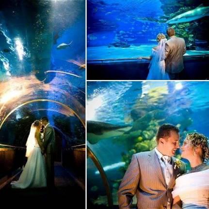 7. Venue offer in Budapest Tropicarium At the capital city and under the see at the same time we offer an unique venue for wedding.