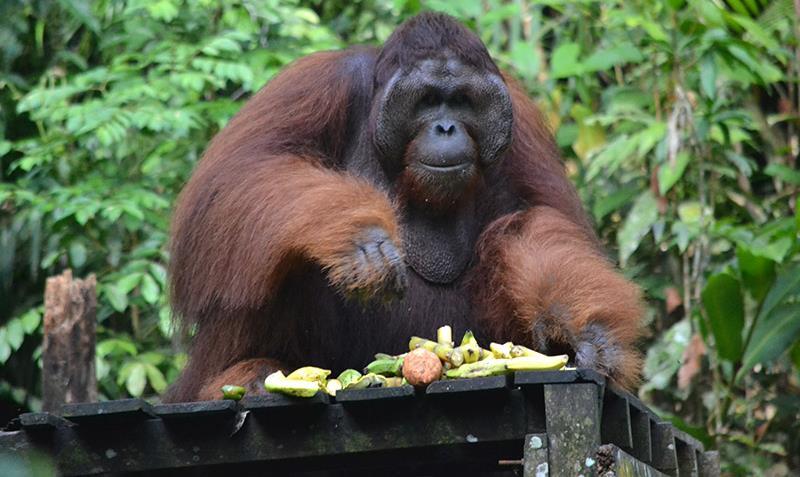 Heart to Heart with the Orang Utan Explore the perfect half-day trip experience to encounter one of Borneo s endangered species Orangutans and be back at your hotel in time for lunch.