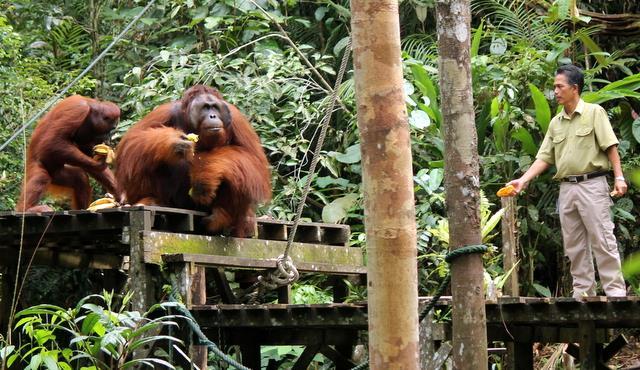 They have been taught to watch out for the forest reserve s caretakers during feeding time.