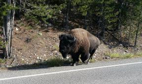 I enjoyed myself and had a great ride there and back, even on the 13 miles of gravel road! Yellowstone Park was on fire in several places and bison were walking on the road by us.