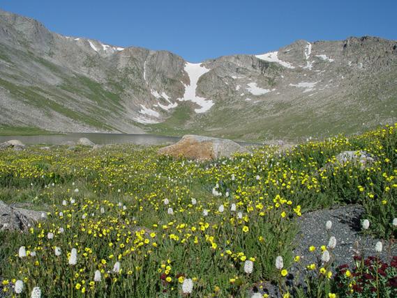 ! JULY 2013 Wildflower Hike Recommendations In keeping with the priorities established by