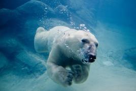 5 hour sessions) Swim checks required Difficulty 4 Swimming Small Boat Sailing Polar Bear Award BSA Mile Swim