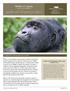 gorilla and chimpanzee safaris