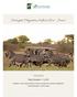 Serengeti Migration Safari (Nov - June)