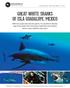 Great White SharkS of isla Guadalupe, Mexico