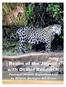 ITINERARY. Realm of the Jaguar with Ocelot Research: Pantanal Wildlife Expedition Led by Bill Given