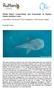 Whale Shark Conservation and Ecotourism at Panaon Island, Southern Leyte