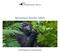 Mountain Gorilla Safari. Pre-Departure Information