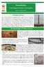 Newsletter. Archaeological Discoveries