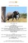 Elephant Eco-Lodge Safari
