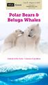 Polar Bears & Beluga Whales