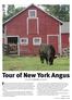 Tour of New York Angus Story & photos by Kasey Brown, associate editor