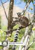 South West Madagascar Land of the Lemurs