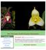 San Francisco Orchid Society Newsletter